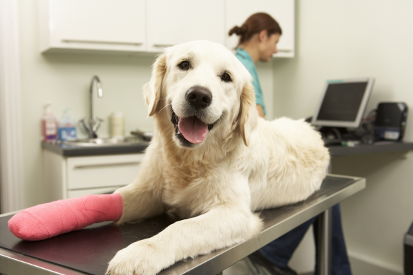 Dog with bandaged paw on exam table at veterinary clinic, receiving care after injury