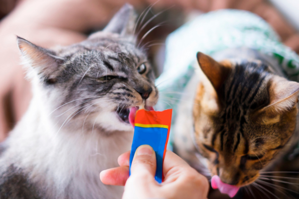 Cats being given treats at home, reinforcing positive behaviour and reducing stress before vet visits