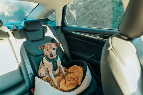 Small dog secured in car seat during travel, highlighting safe and calm transport for vet visits