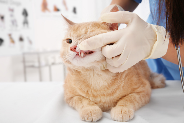 Veterinarian examining a ginger cat’s teeth during a pet dental health checkup at a veterinary clinic in Prince George, BC. 