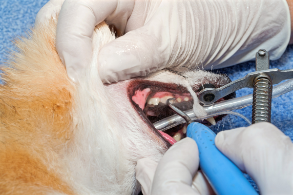 Close-up of a veterinary dental procedure being performed on a cat using professional dental tools during a pet teeth cleaning under anesthesia.