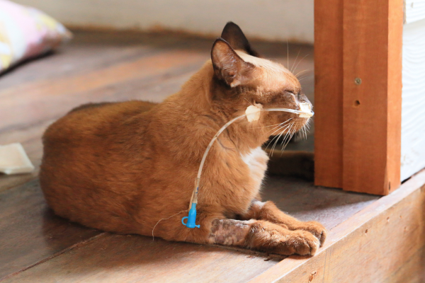 Cat receiving veterinary treatment after suspected food poisoning or toxic ingestion, highlighting the importance of keeping dangerous foods away from pets.
