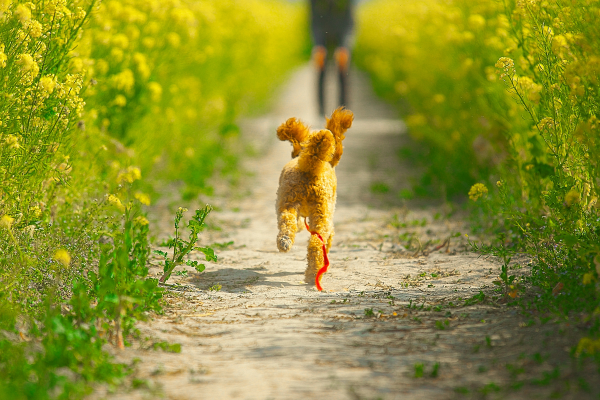 Going for a dog walk in Prince George, BC. 