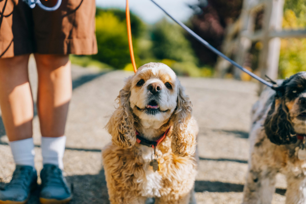 Explore Northern BC with Your Pet by Your Side