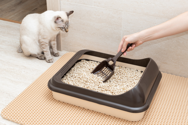 Person scooping a clean litter box while a cat watches nearby in a bathroom setting.