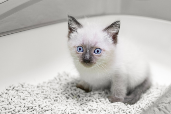 Small white kitten sitting inside a litter box with clean cat litter.