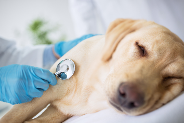 Veterinarian listening to a resting dog’s chest with a stethoscope, highlighting the importance of recognizing hidden signs of pain or illness in pets.