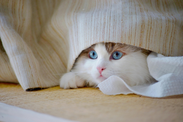 Cat hiding under a blanket, representing the subtle signs pets may show when they are experiencing pain or discomfort.