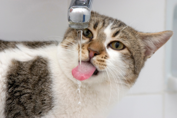 Cat drinking from a faucet, highlighting increased thirst as a possible sign of underlying health concerns in pets.