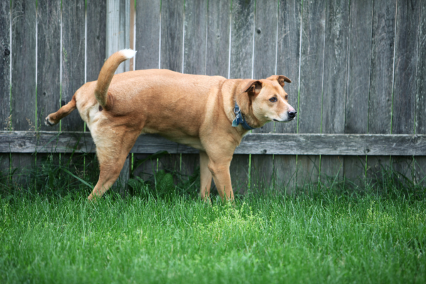 Dog urinating in the grass, representing changes in bathroom habits that can be linked to increased thirst or underlying health concerns in pets.