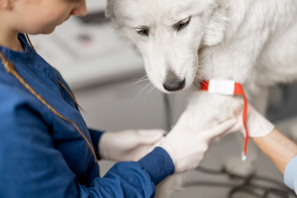 Veterinary team collecting a blood sample from a dog, showing how bloodwork can help assess internal health and detect concerns early.