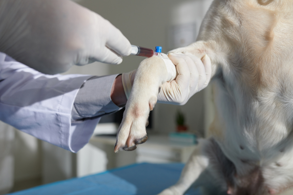 Veterinarian holding a dog’s paw while collecting a blood sample, representing how pet bloodwork provides important insight into internal health.