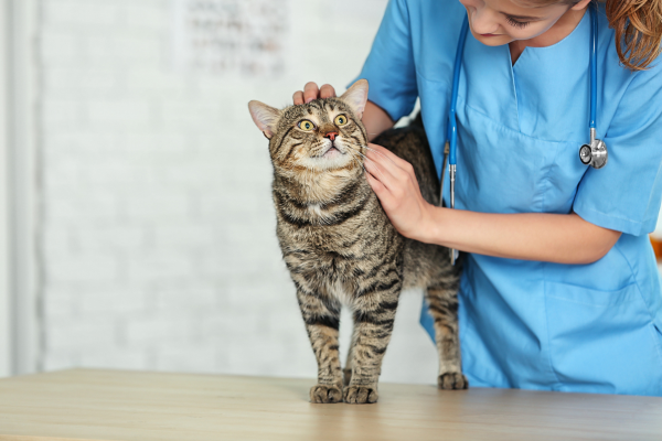 Veterinary team member gently petting a cat during an exam, showing how calm handling can help pets feel safer at the clinic.