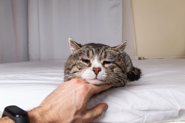 Senior cat resting on a bed with a person gently supporting its chin, representing subtle signs of discomfort or arthritis in aging pets.