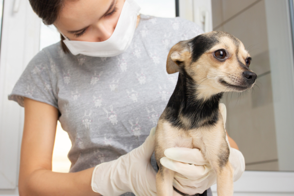 Veterinary team member gently examining a small dog, representing how mobility changes may be linked to arthritis or joint discomfort in pets.
