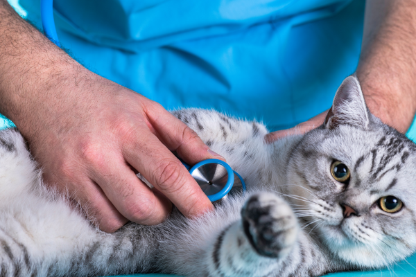 Veterinarian using a stethoscope to examine a relaxed silver tabby cat during a wellness exam. Veterinarian using a stethoscope to examine a relaxed silver tabby cat during a wellness exam.