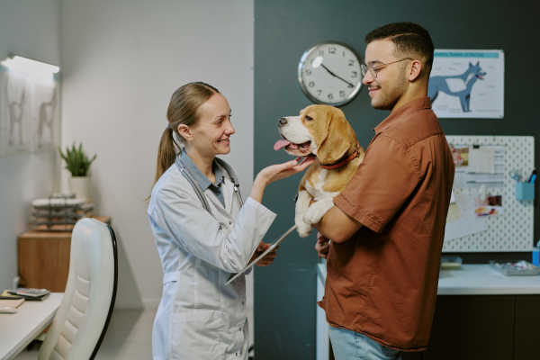 Veterinarian examining a happy beagle being held by its owner during a routine wellness visit. Veterinarian examining a happy beagle being held by its owner during a routine wellness visit.