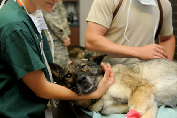 Veterinary team caring for a sick dog lying on an exam table during an urgent medical visit. Veterinary team caring for a sick dog lying on an exam table during an urgent medical visit.