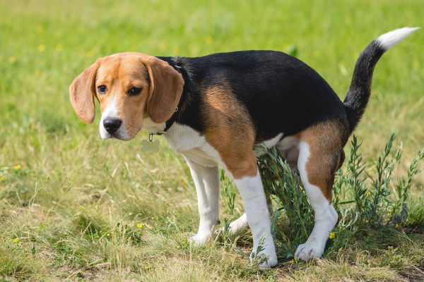 Beagle standing in the grass while having a bowel movement, highlighting the importance of monitoring changes in a pet’s stool and digestive health. Beagle standing in the grass while having a bowel movement, highlighting the importance of monitoring changes in a pet’s stool and digestive health.