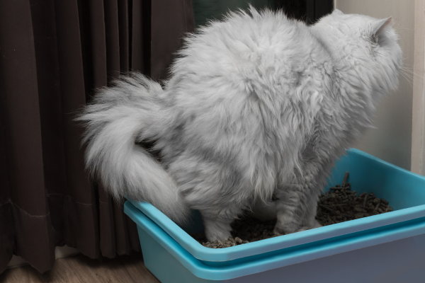 White long-haired cat using a litter box, showing how changes in bathroom habits can provide clues about digestive health. White long-haired cat using a litter box, showing how changes in bathroom habits can provide clues about digestive health.