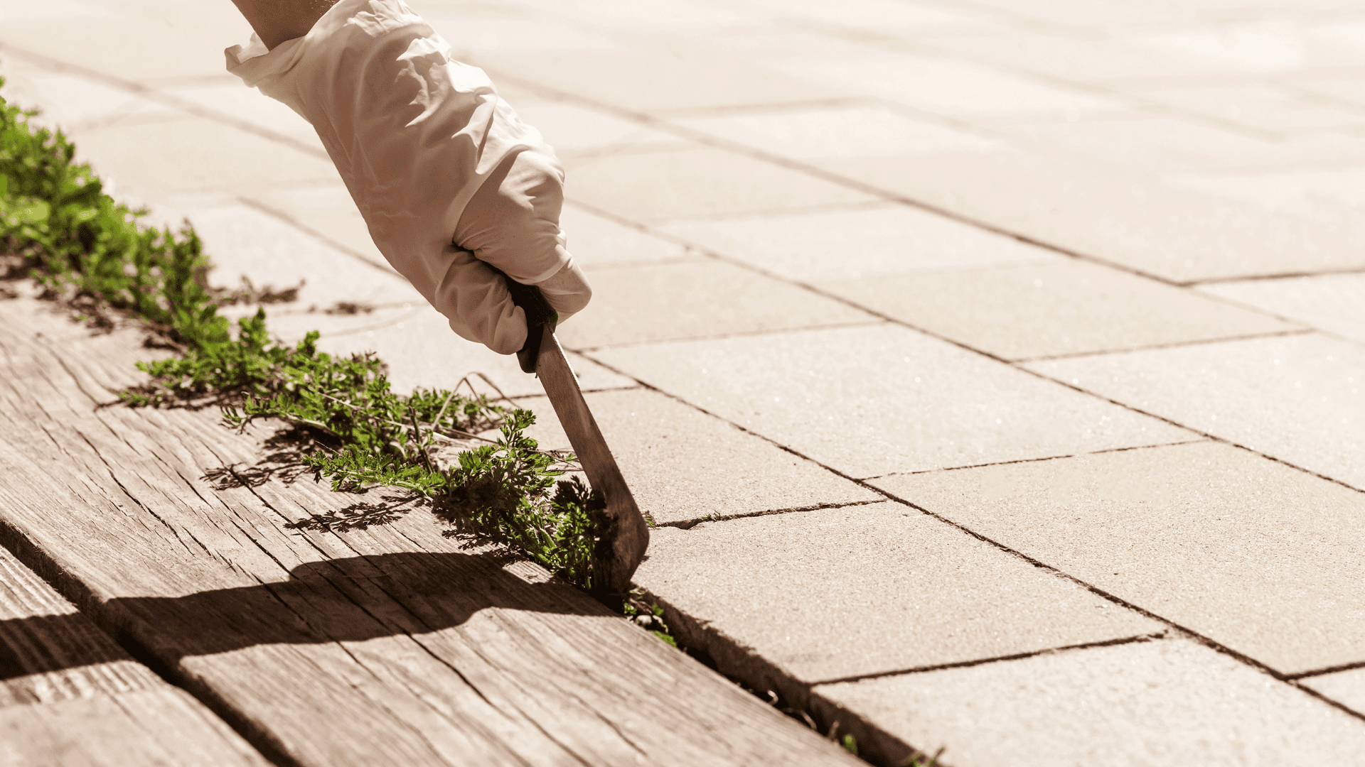 Weed Removal in Ambler