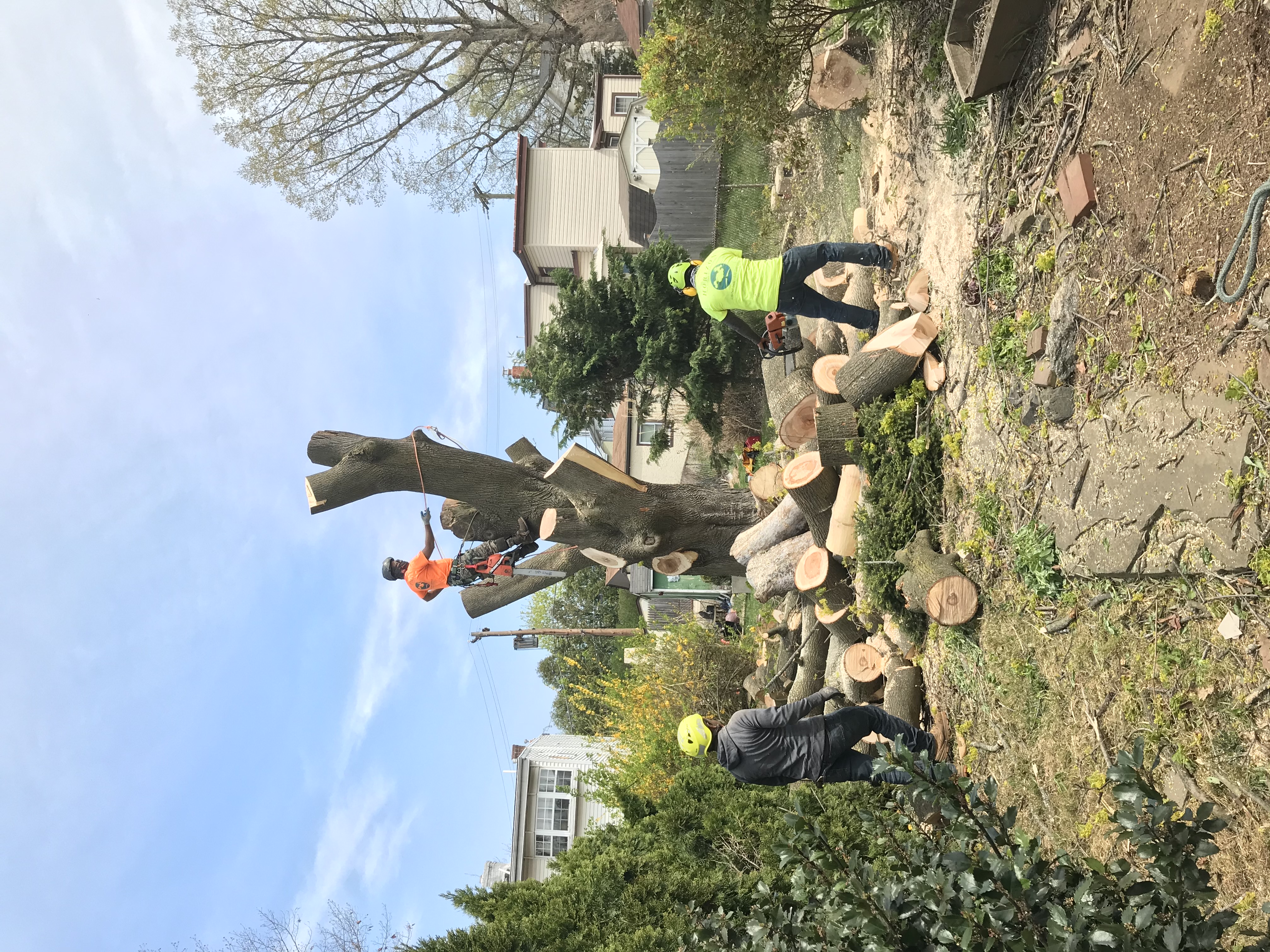 Horsham Tree Removal