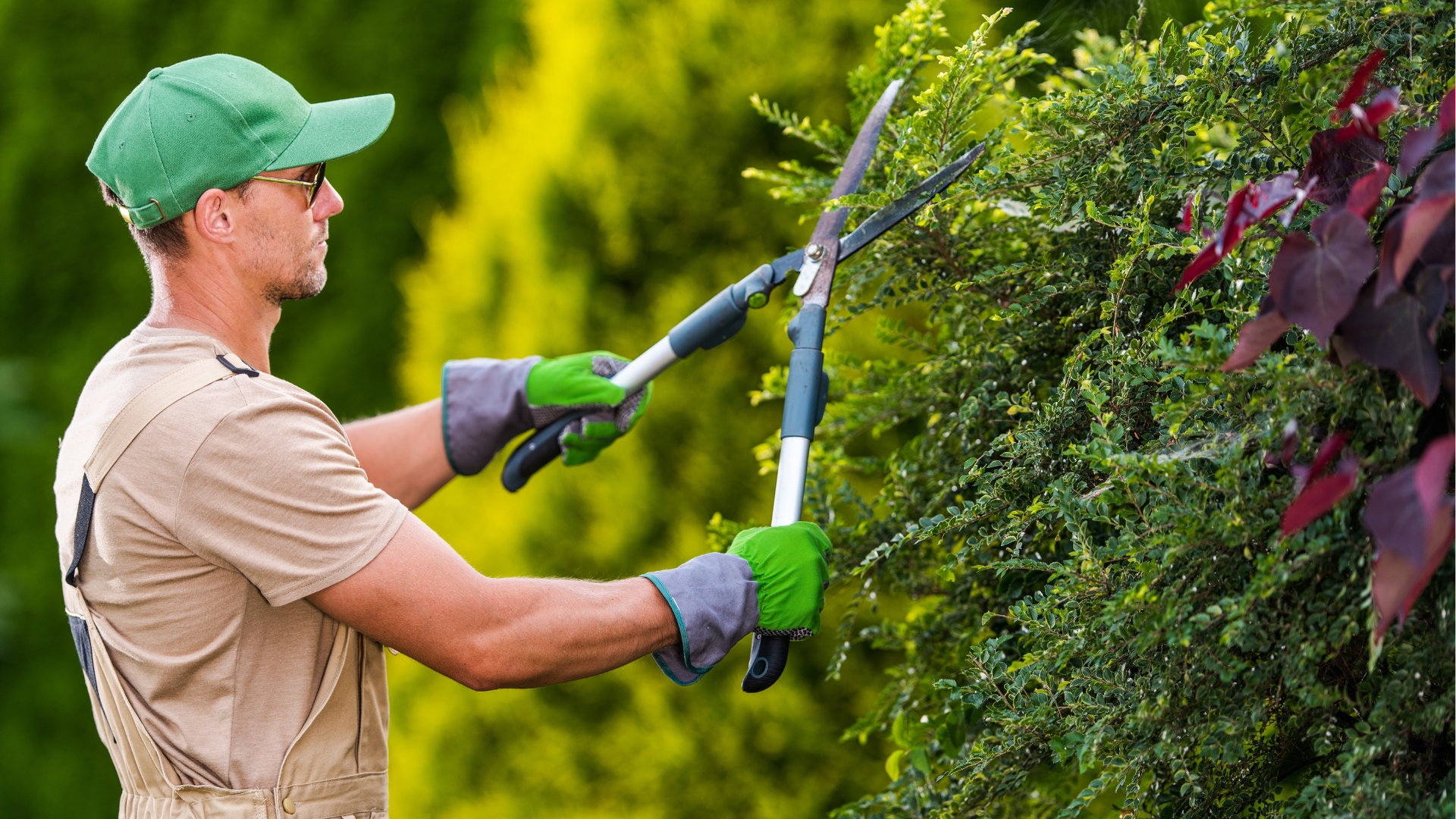 Hatboro Pruning