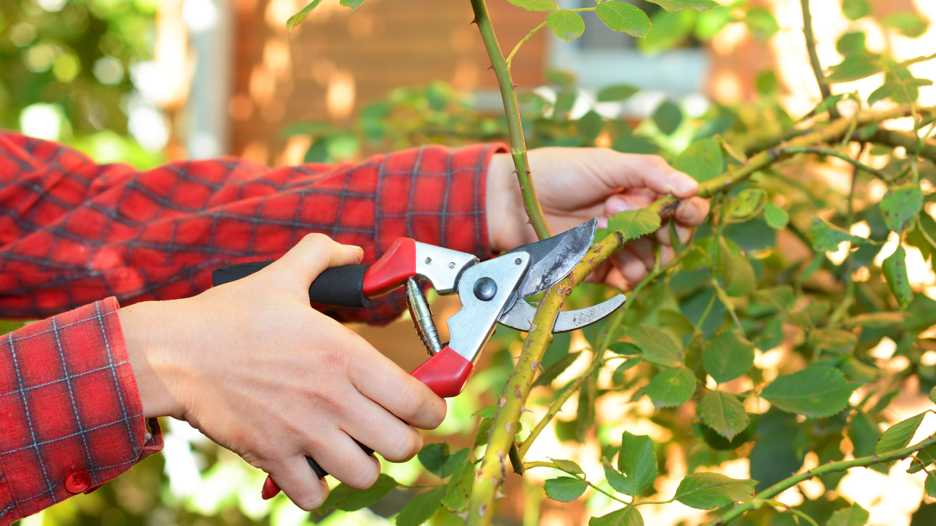 Horsham Pruning
