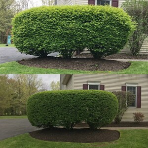 Pruning Ambler