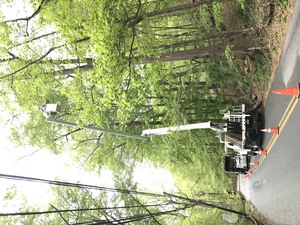 Seasonal Cleanups Ambler