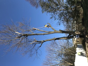 Tree Removal Ambler