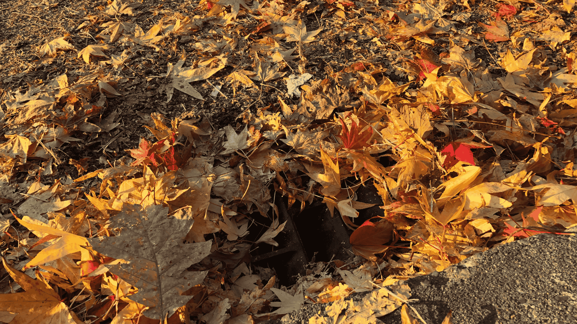 Ambler Seasonal Cleanups