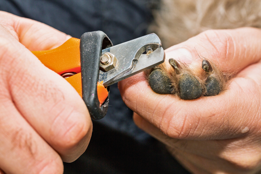 close up image of man cutting dog's nails