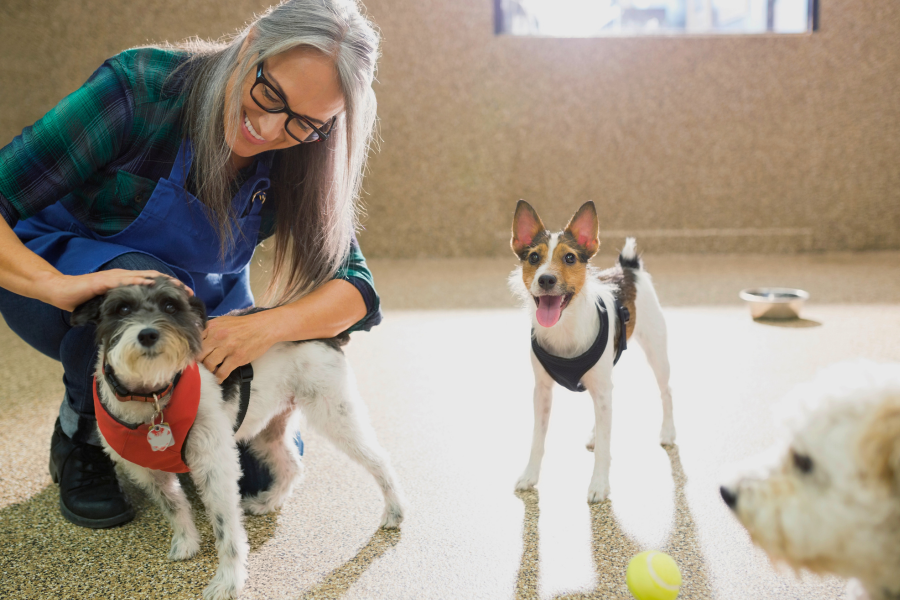 Woman with long gray hair smiles as she pets dogs in daycare setting Woman with long gray hair smiles as she pets dogs in daycare setting