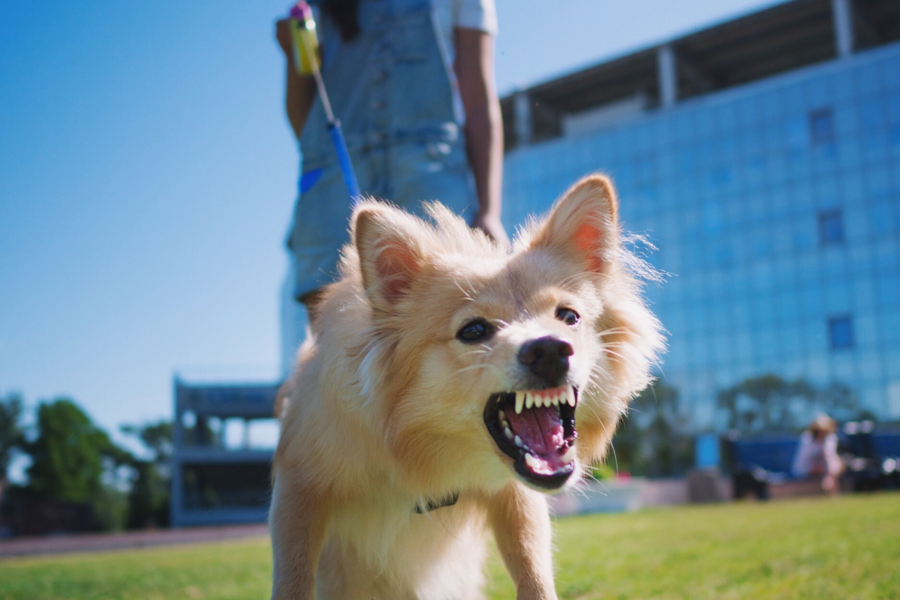 Cute fluffy dog pulls on leash while bearing teeth Cute fluffy dog pulls on leash while bearing teeth