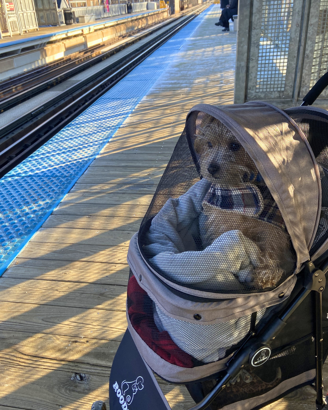 adorable dog in a stroller waits for a train in Chicago