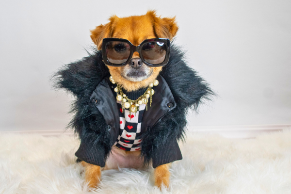 dog wears fancy coat and gold chains with sunglasses