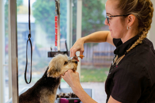 groomer trims face of cute yorkie dog