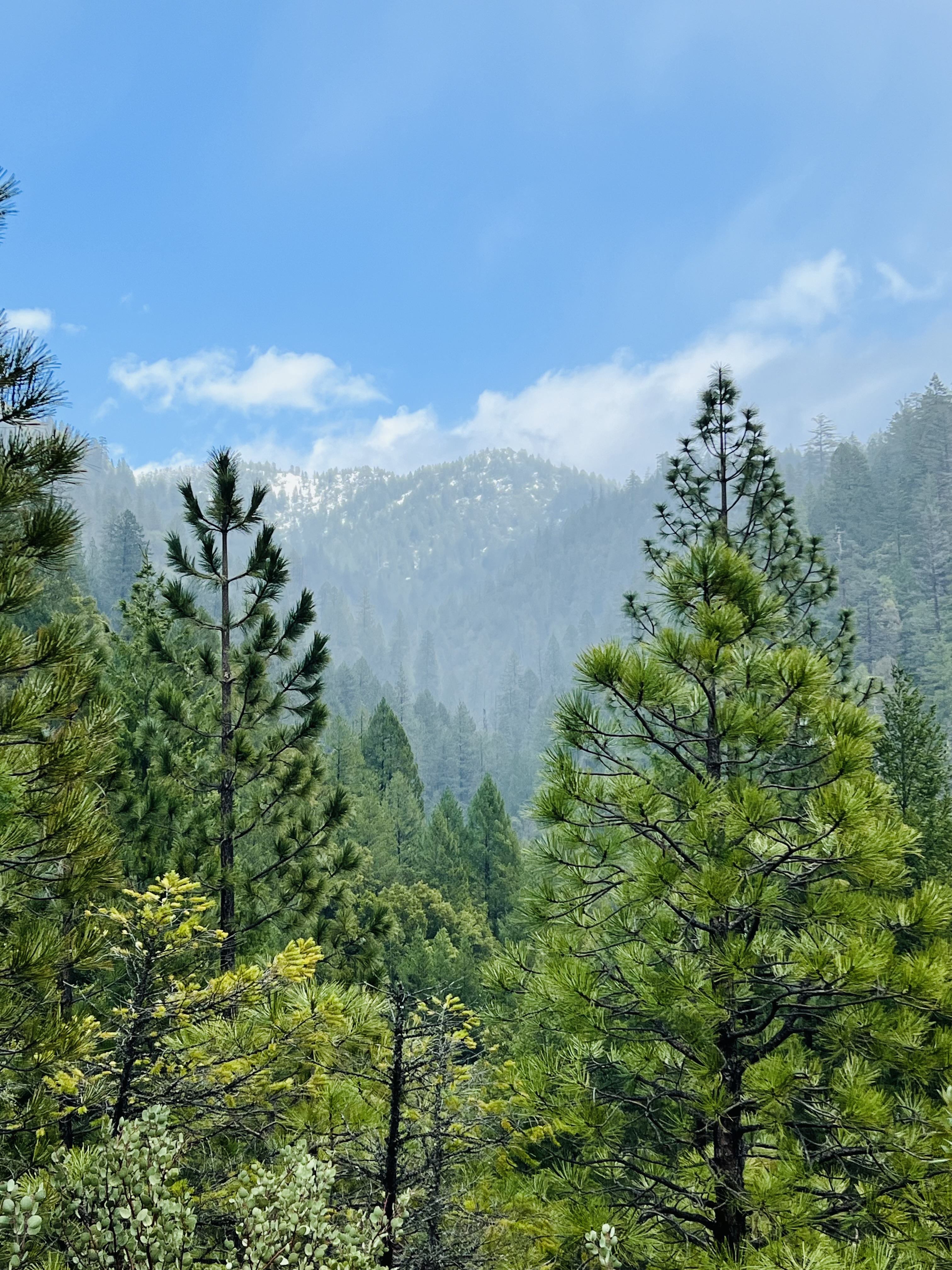 The Forest Retreat – Sierra Nevada