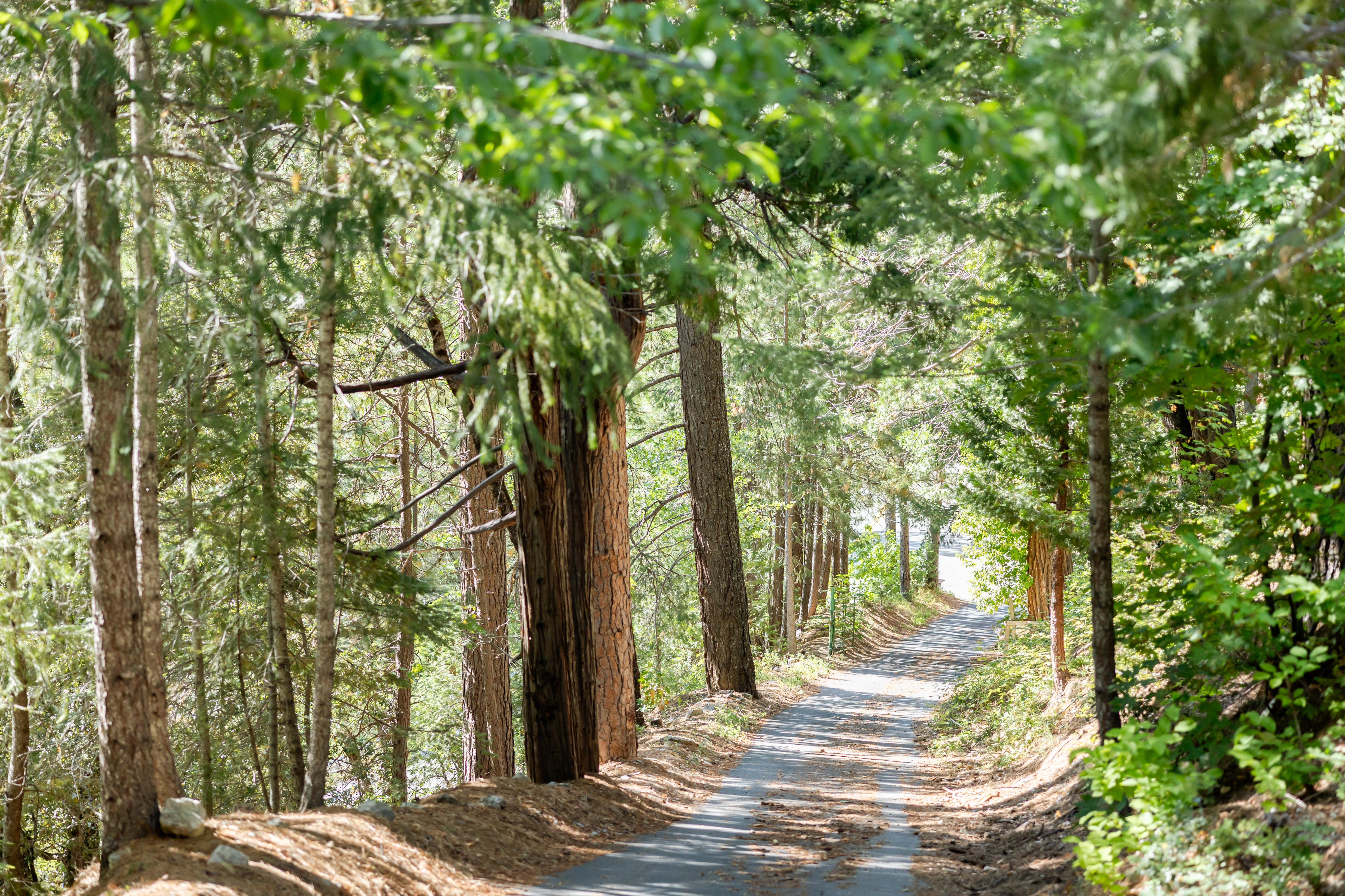 Forest path through Sierra Nevada pines