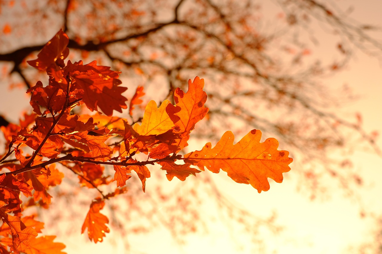 Grief and Healing: Lessons from Autumn's Quiet Wisdom