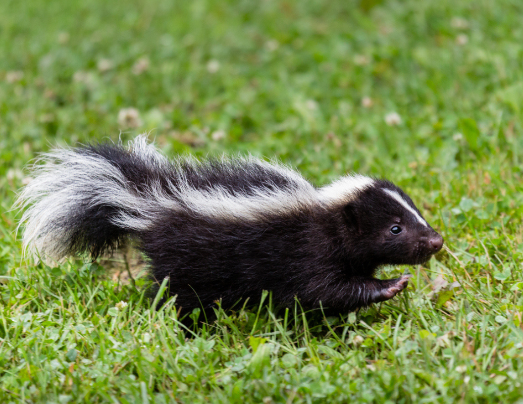 an image of a skunk