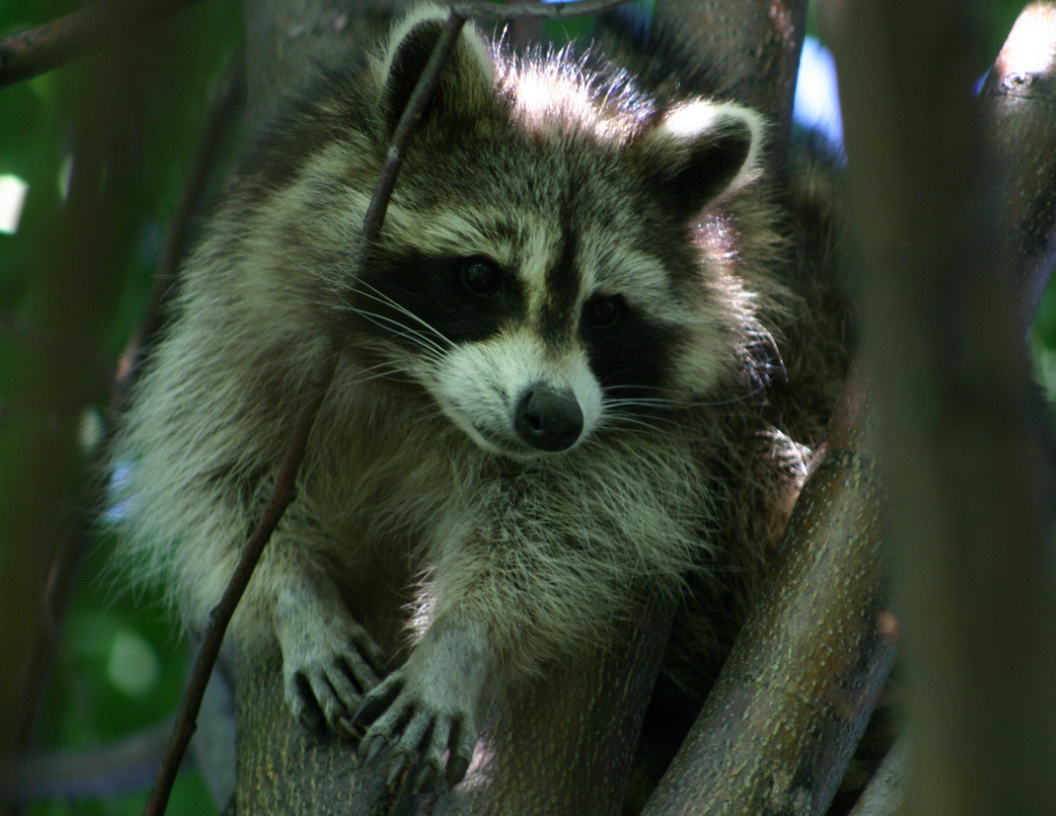 An image of a raccoon