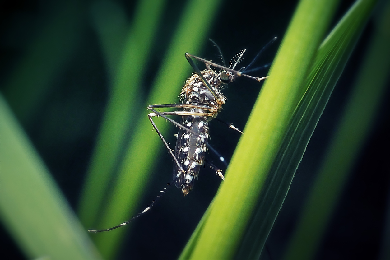 Mosquito Mosquito
