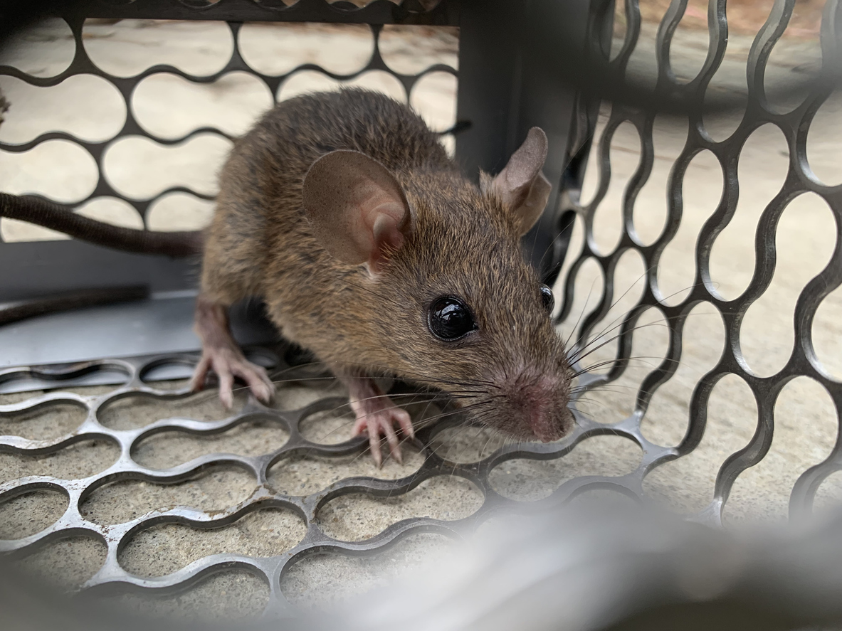 Rodent
