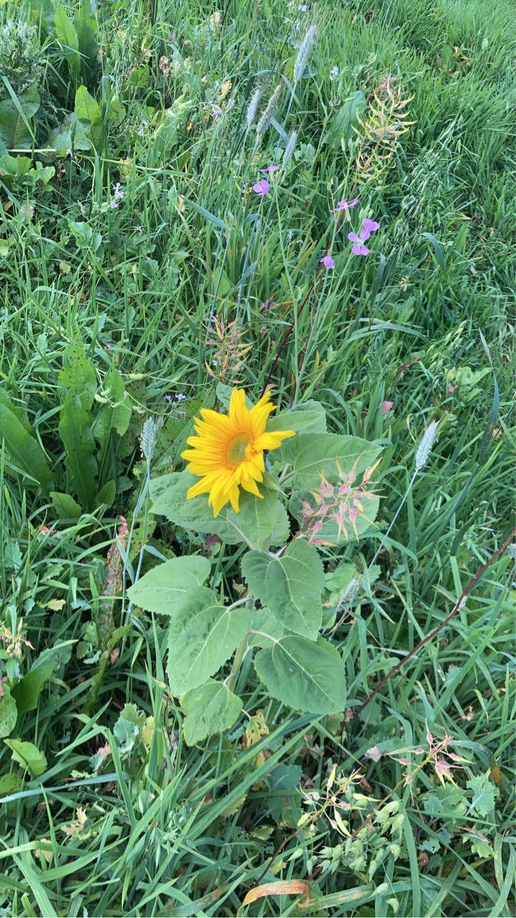 A sunflower in the bird cover mix