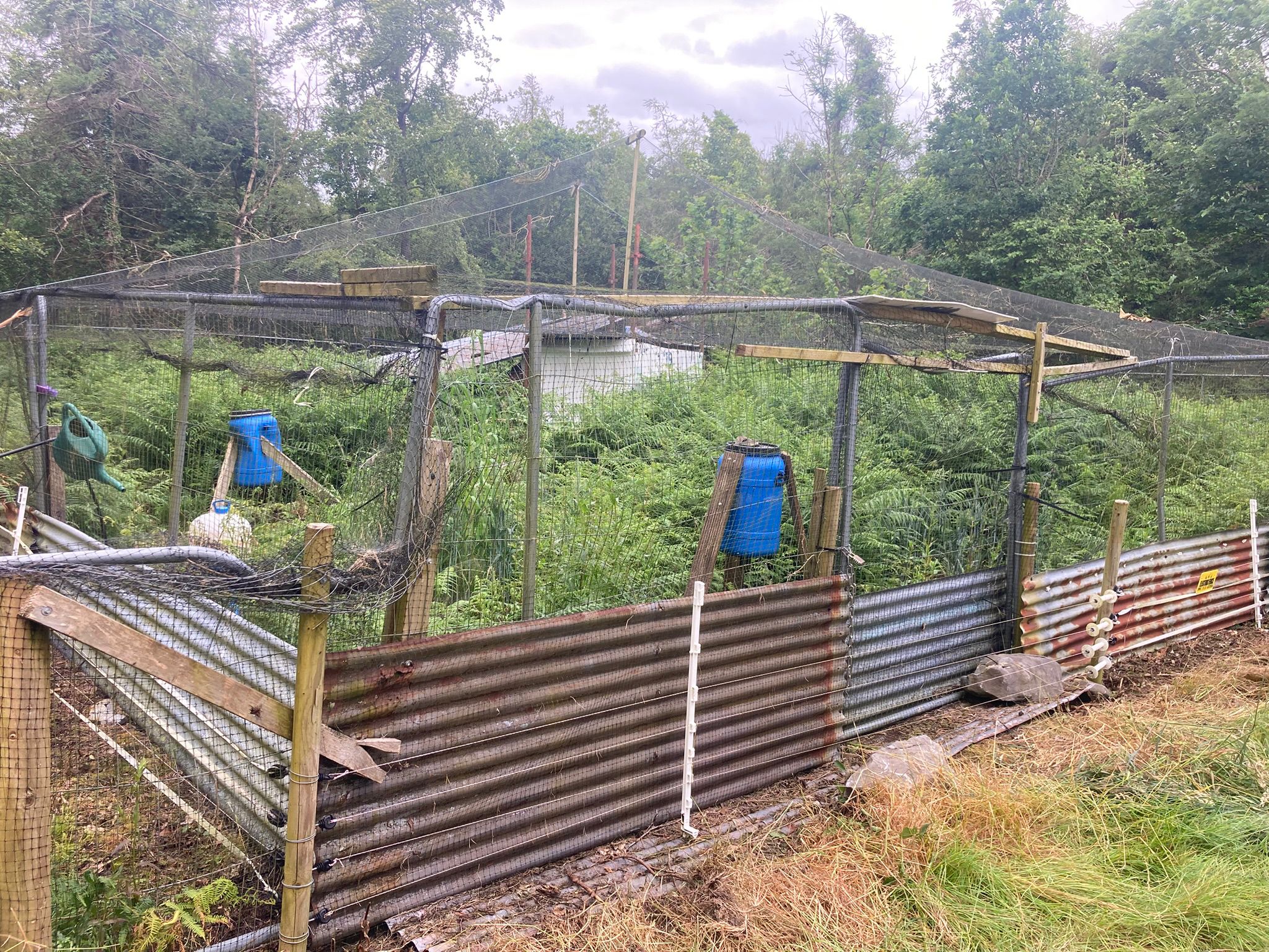 The club pheasant pen