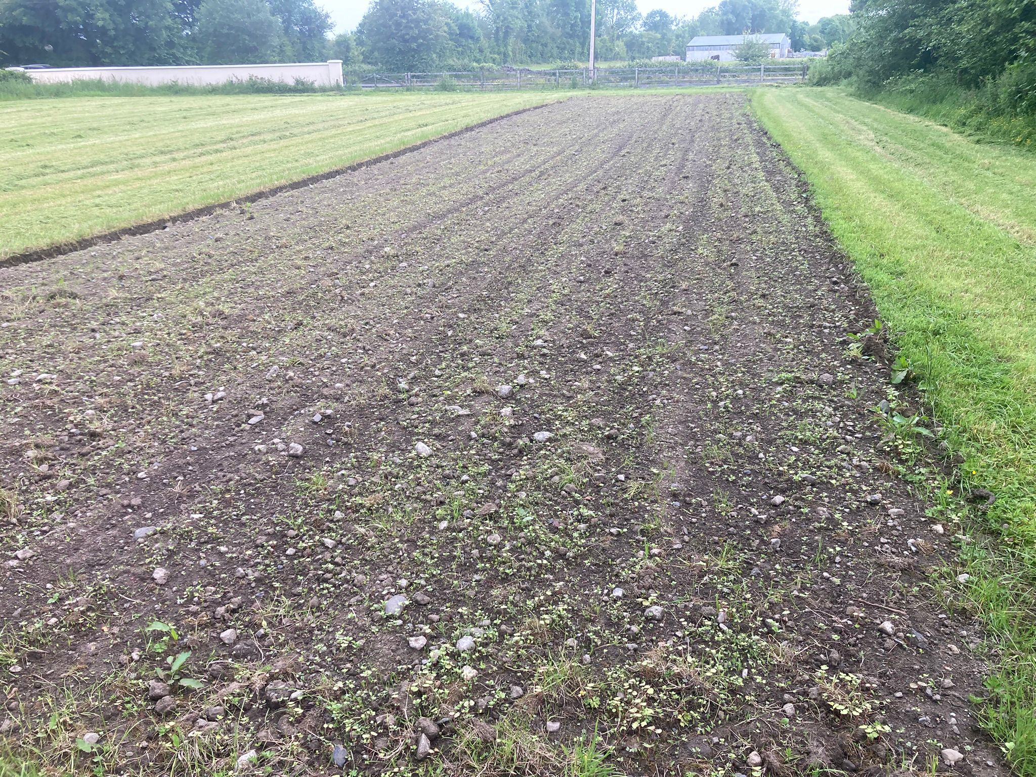 Wild bird cover sprouting