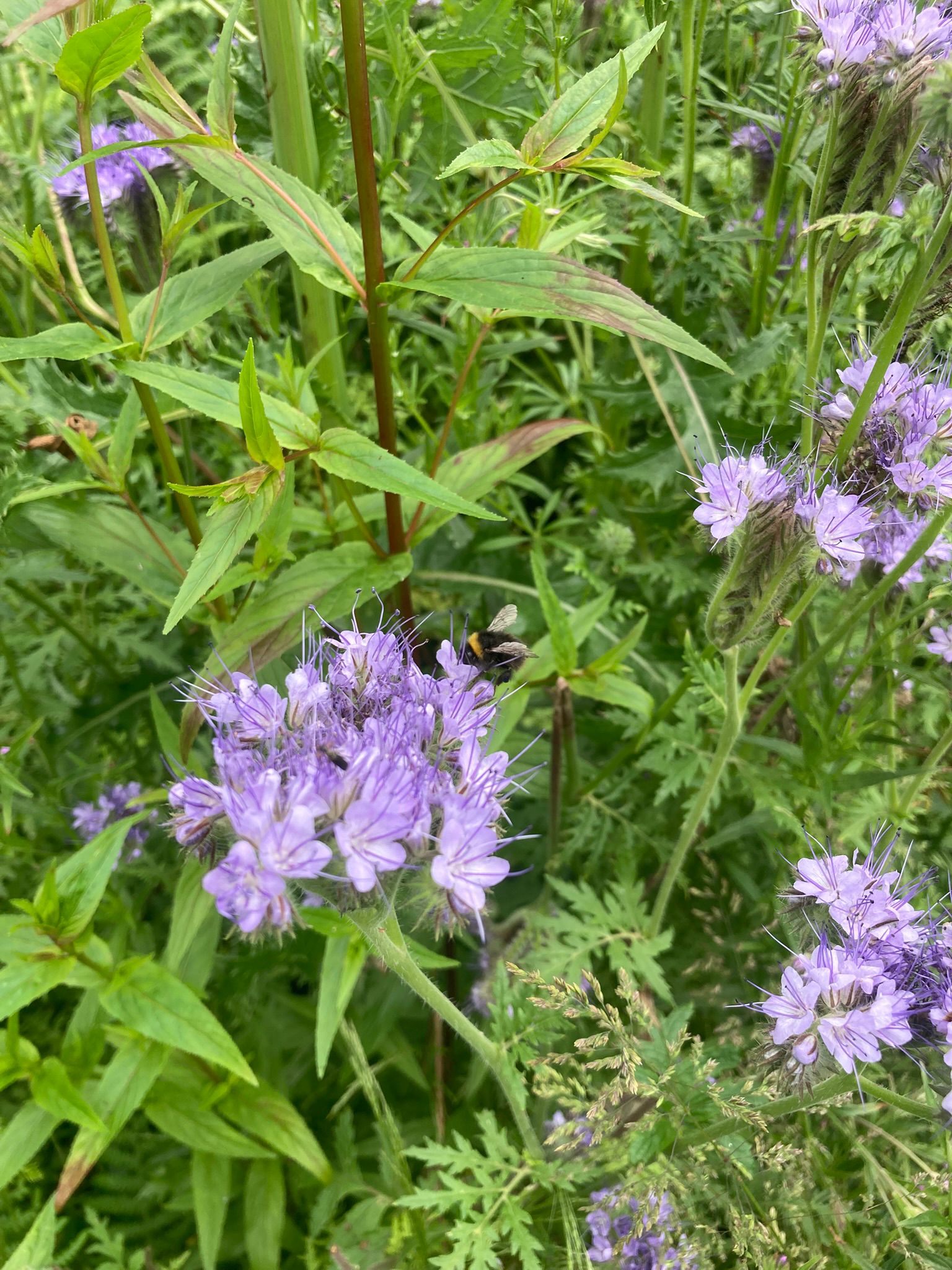 A bumble bee on phacelia in the bird cover