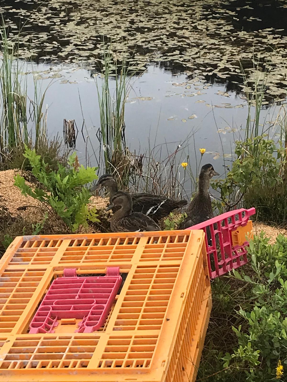 Releasing ducks at the lake